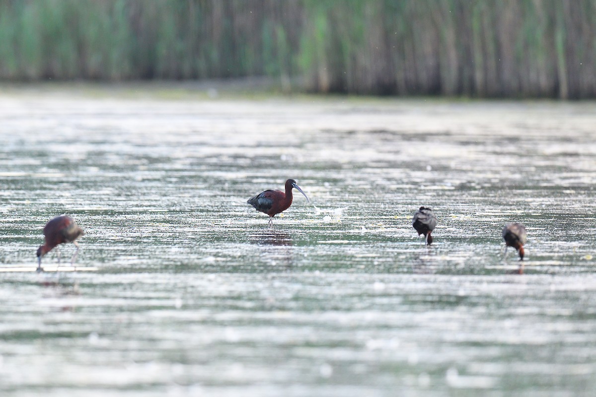 ibis hnědý - ML620798768