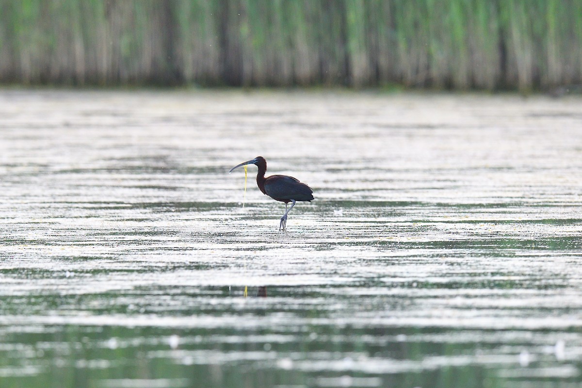 Glossy Ibis - ML620798769