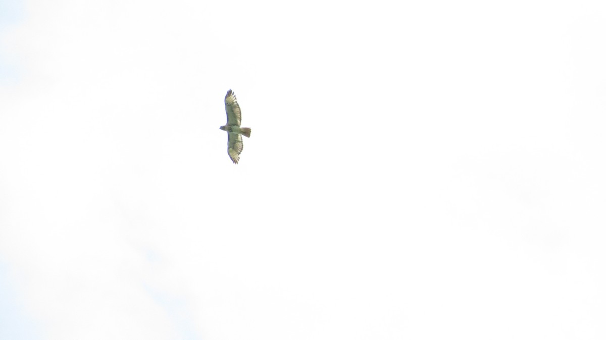 Red-tailed Hawk - ML620798774