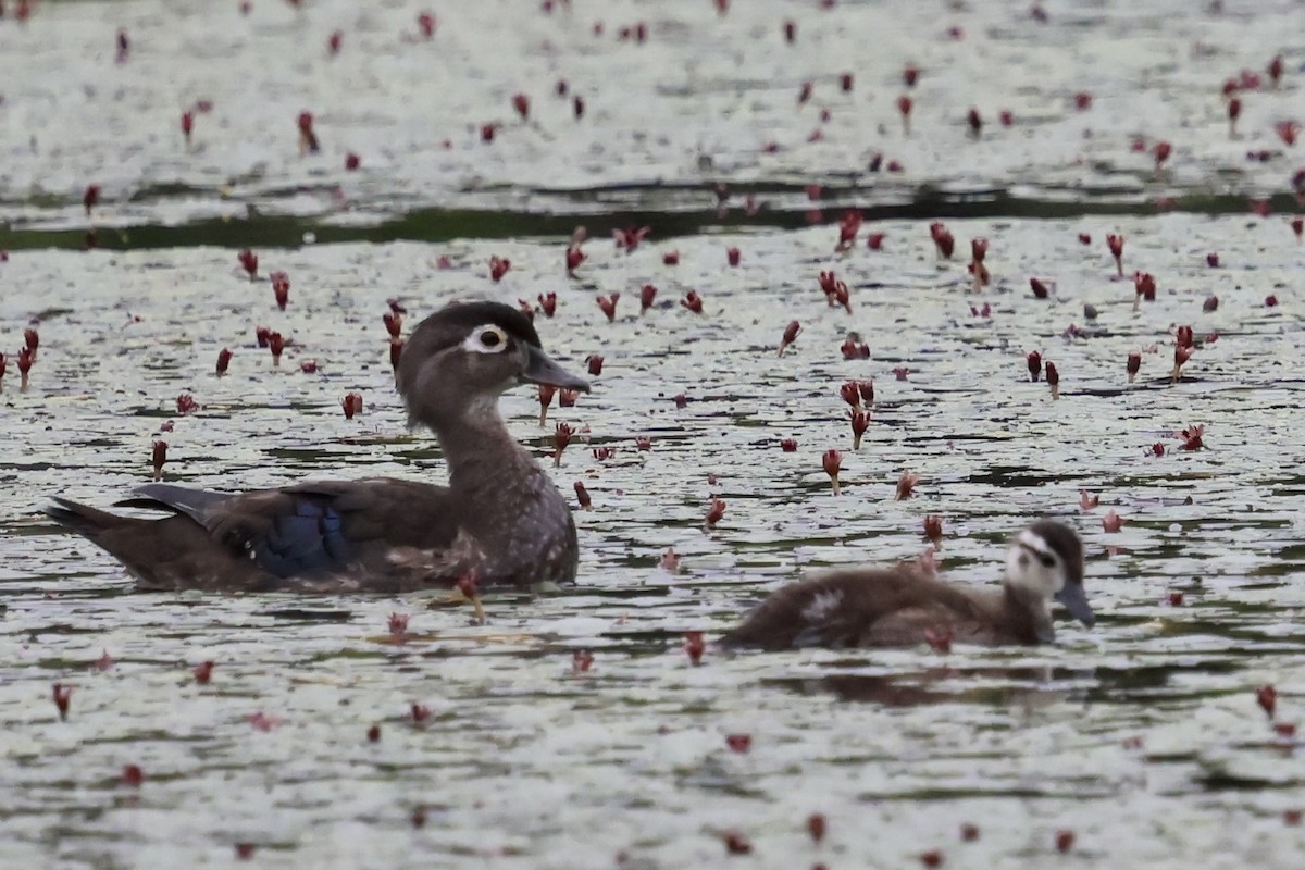 Wood Duck - ML620798778