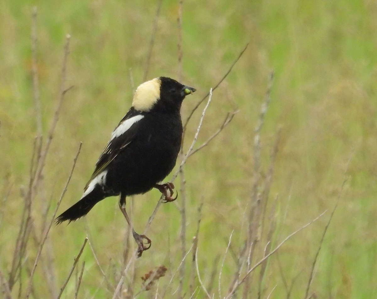 Bobolink - ML620798779