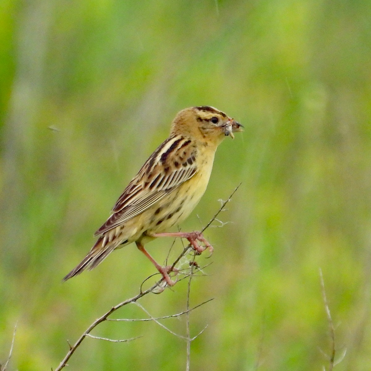 Bobolink - ML620798780