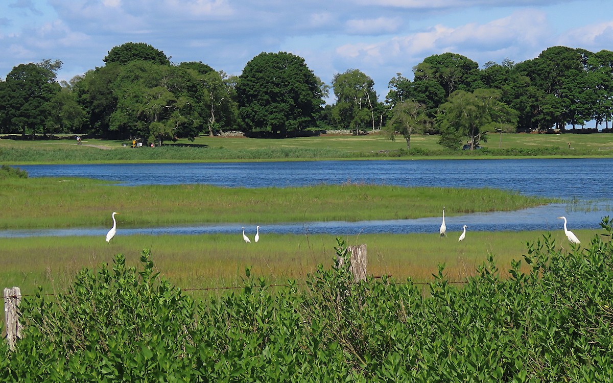 Great Egret - ML620798784