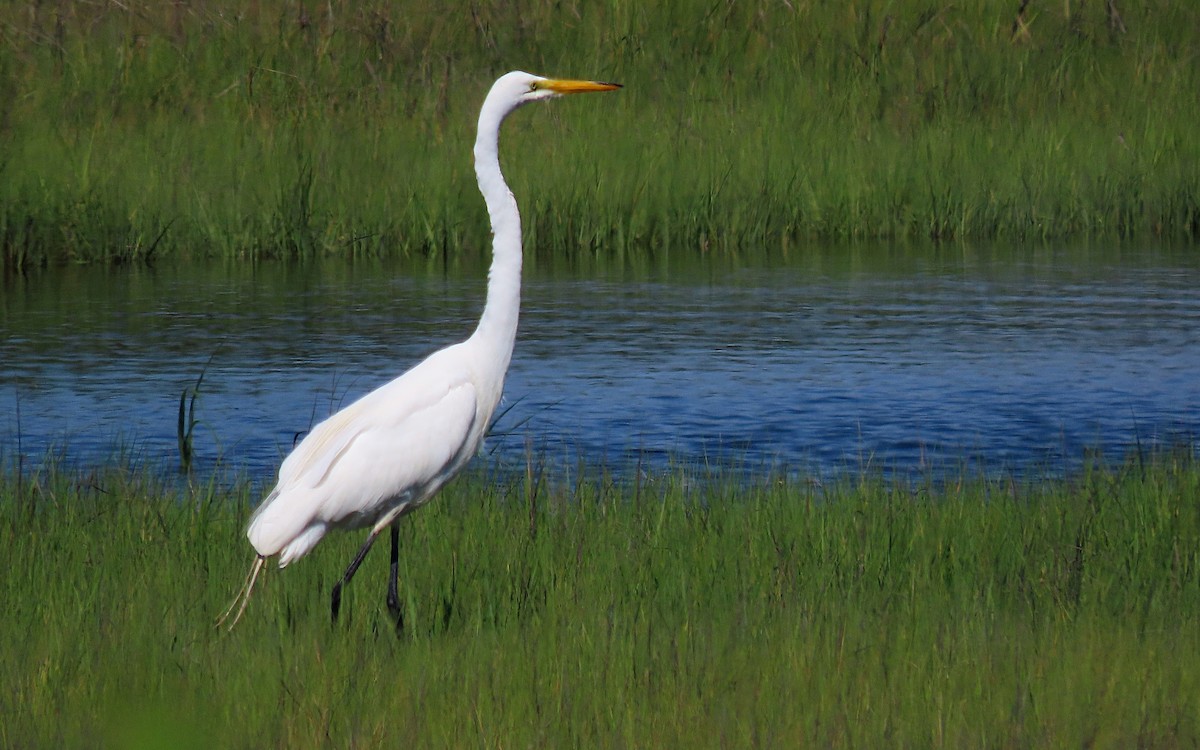 Great Egret - ML620798786