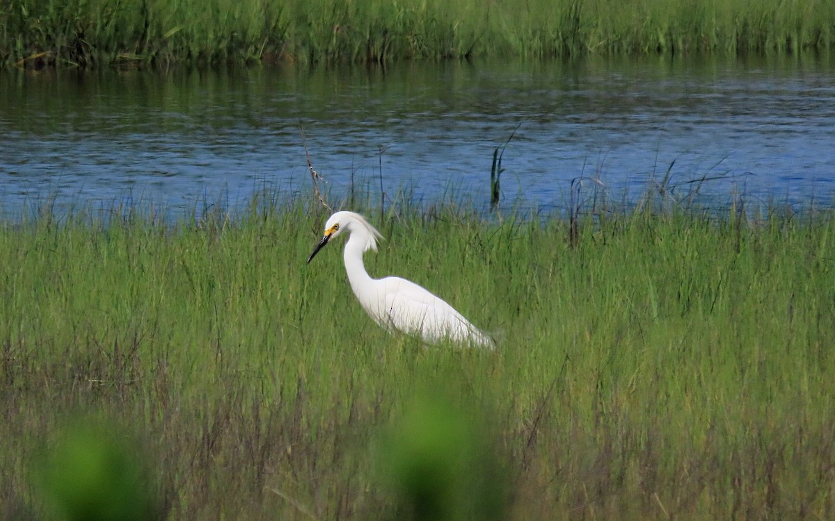 Snowy Egret - ML620798788