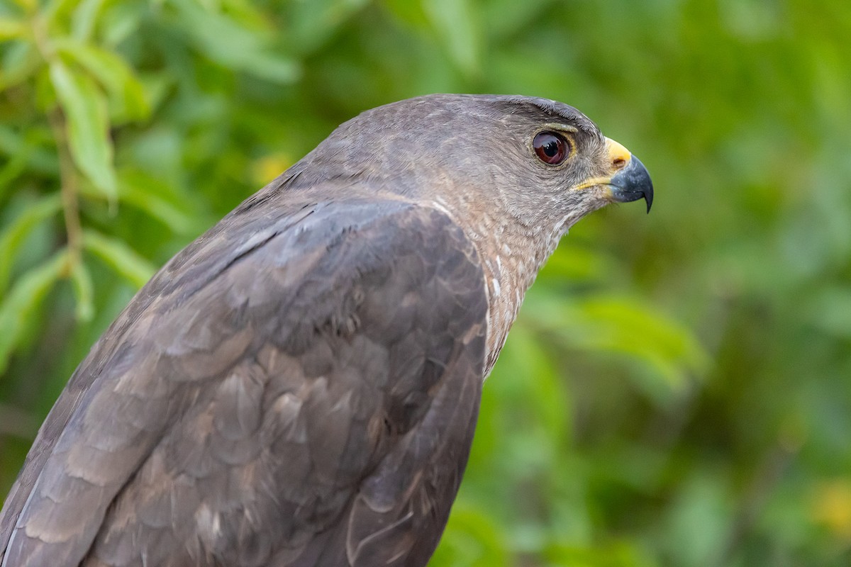 Levant Sparrowhawk - ML620798798