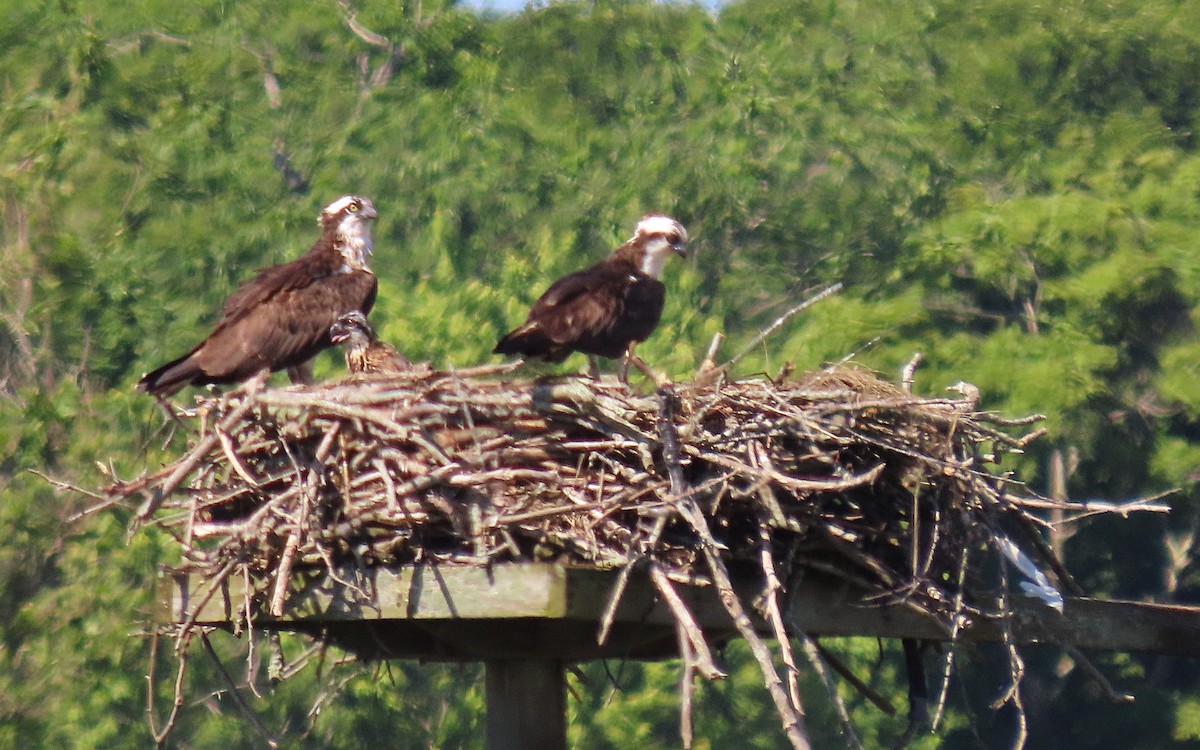 Osprey - ML620798801