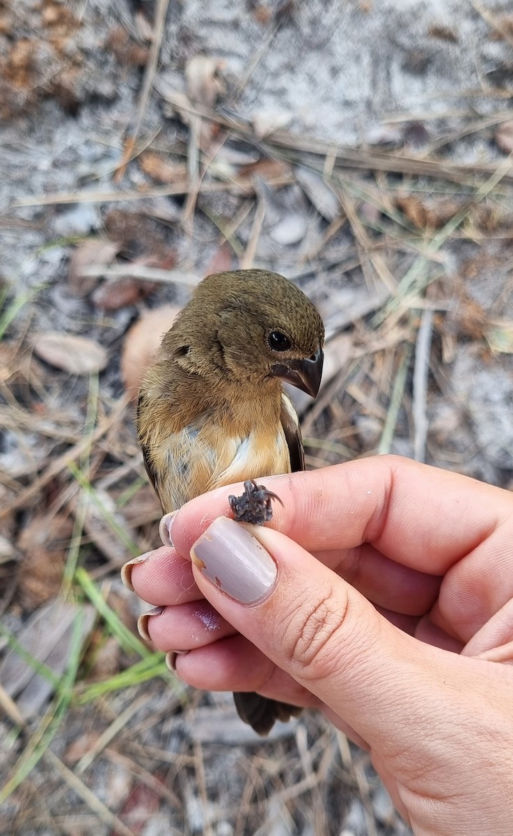 Chestnut-bellied Seed-Finch - ML620798804