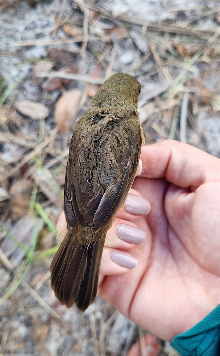 Chestnut-bellied Seed-Finch - ML620798805