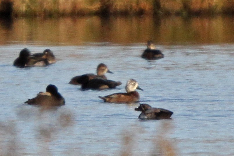 Ring-necked Duck - ML620798806