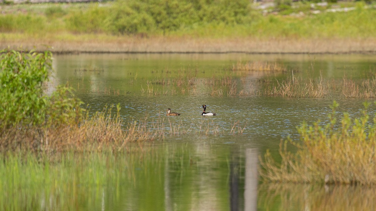 Ring-necked Duck - ML620798808