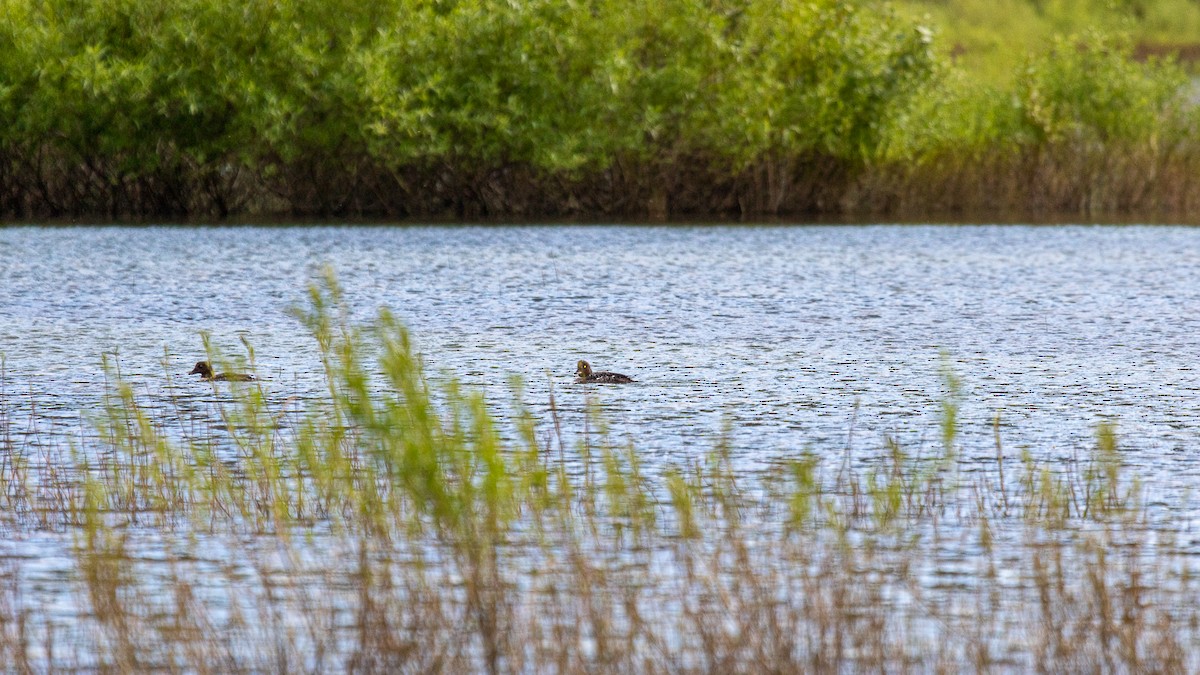 Barrow's Goldeneye - ML620798813