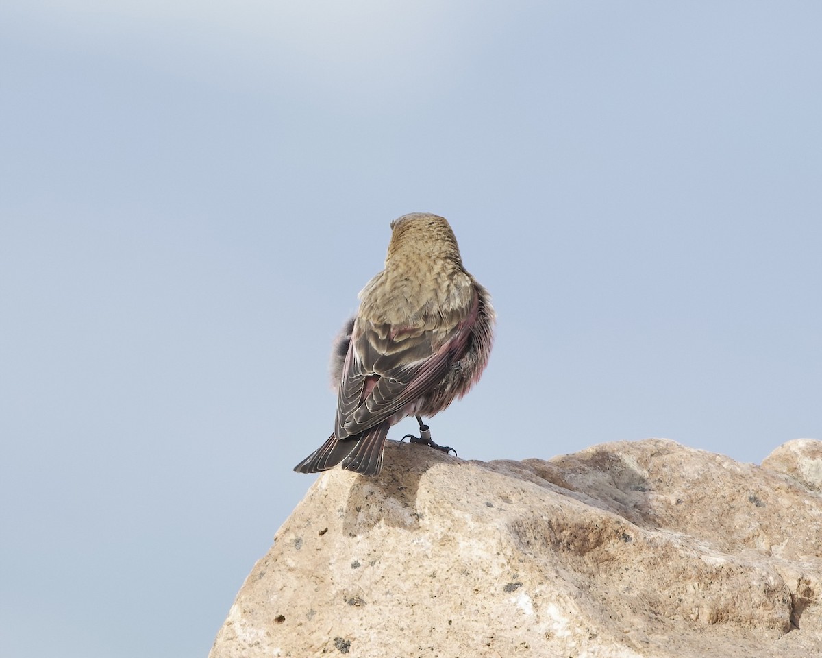 Brown-capped Rosy-Finch - ML620798816