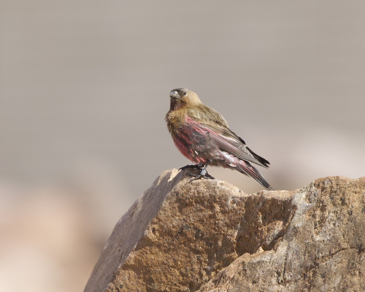 Brown-capped Rosy-Finch - ML620798817