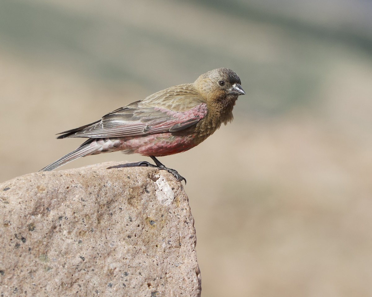 Brown-capped Rosy-Finch - ML620798818