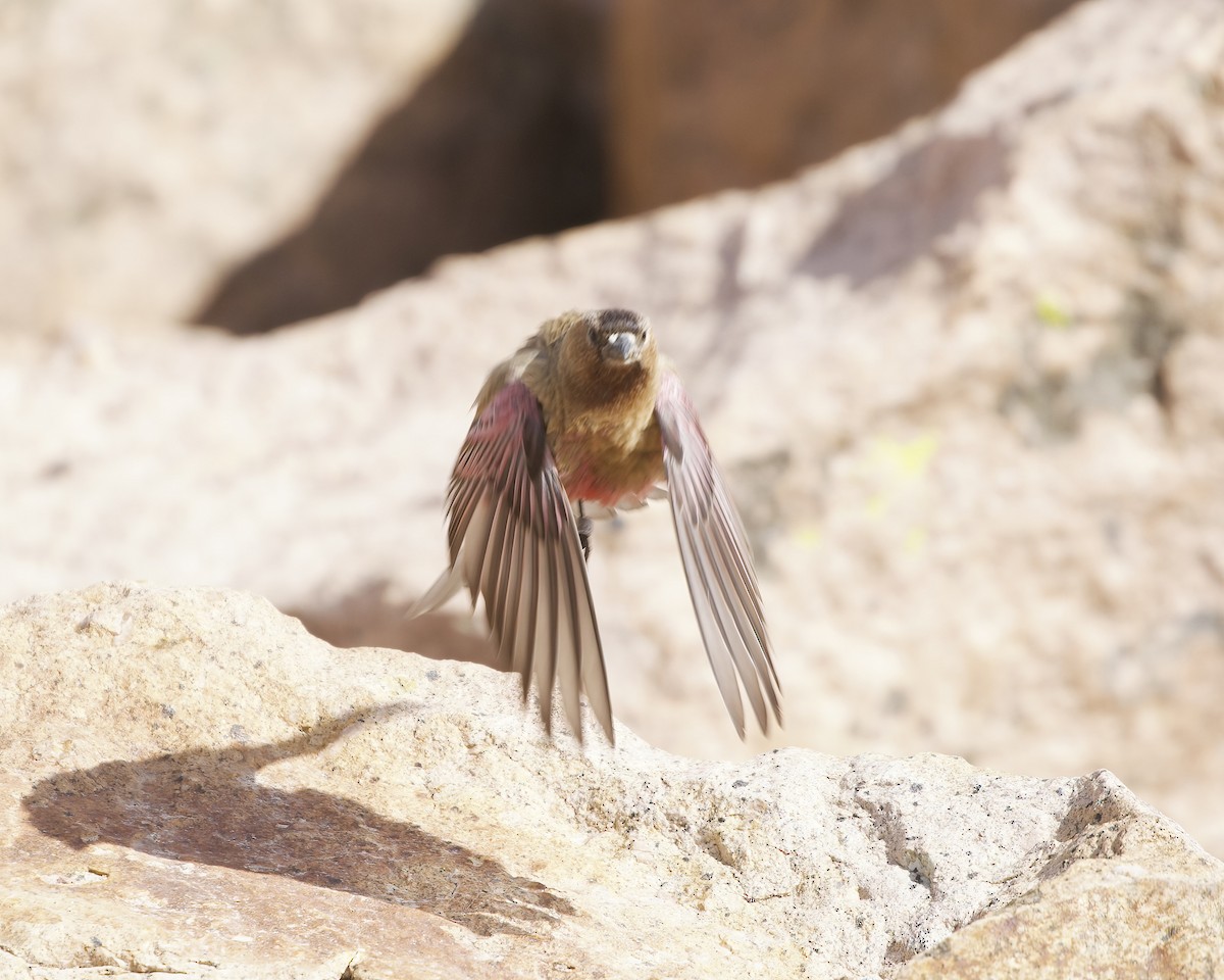 Brown-capped Rosy-Finch - ML620798819