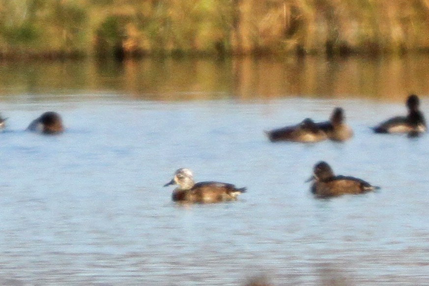 Ring-necked Duck - ML620798820