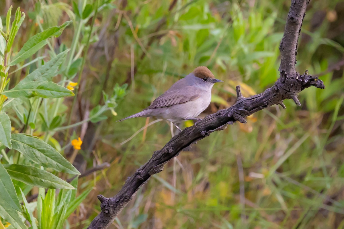 Eurasian Blackcap - ML620798822