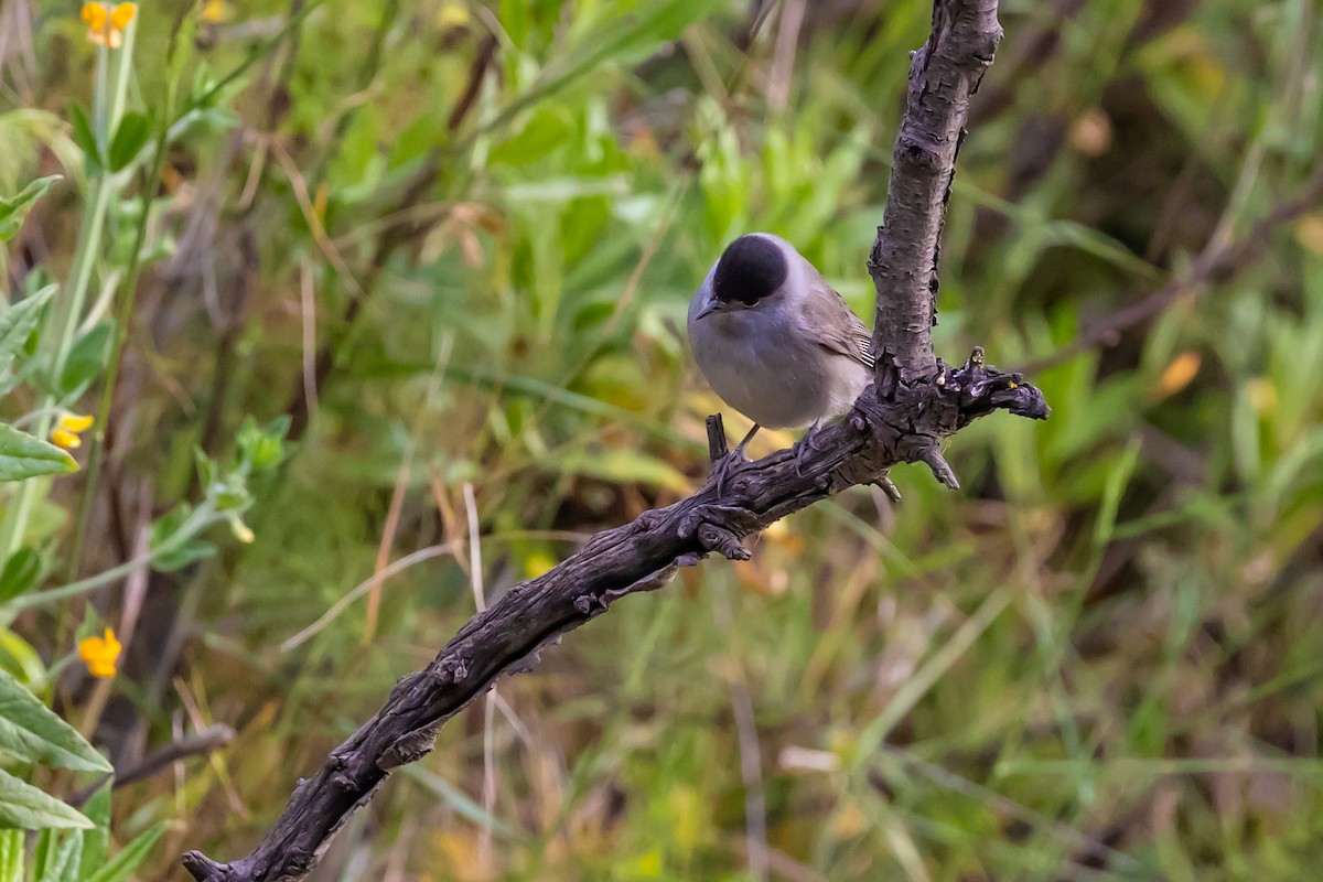 Eurasian Blackcap - ML620798823