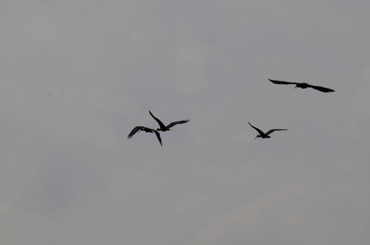 ibis bradavičnatý - ML620798824