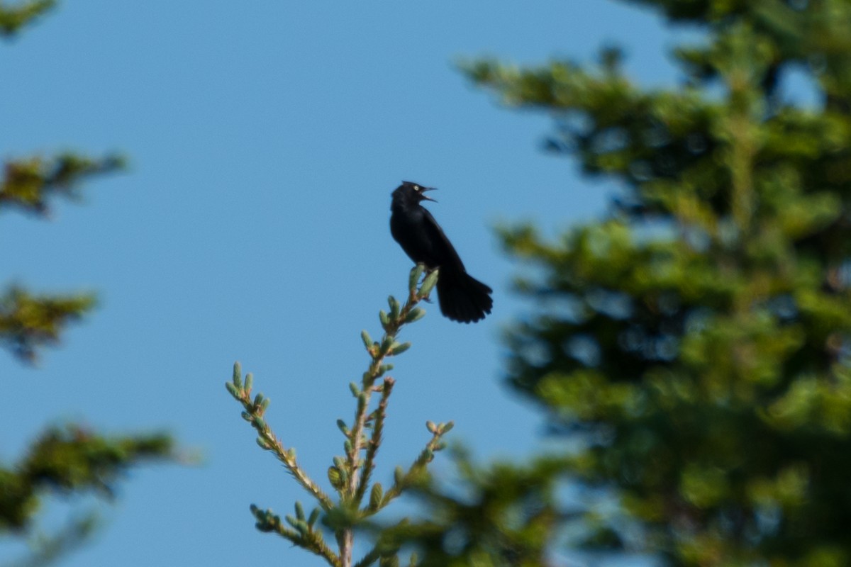 Rusty Blackbird - ML620798835