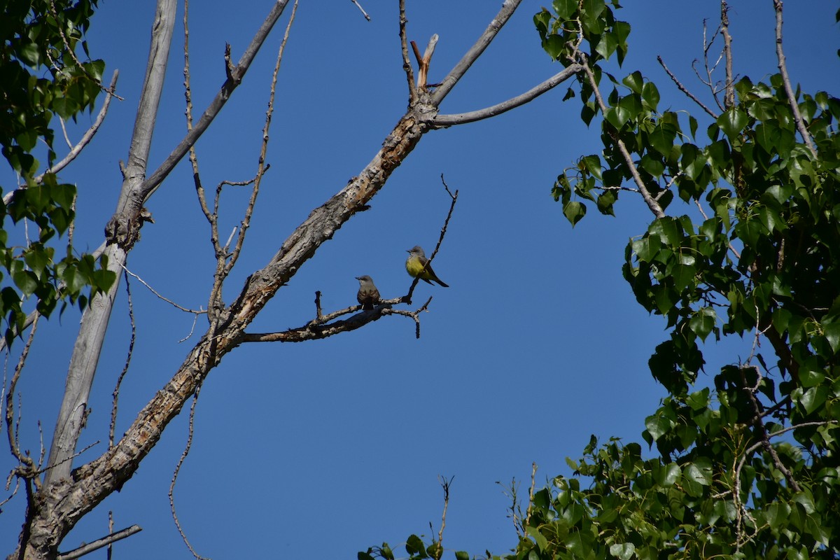 Western Kingbird - ML620798836