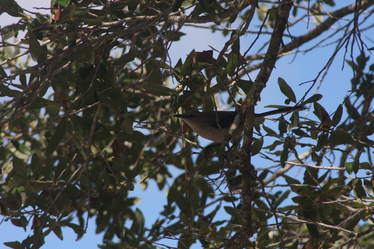 חקיינית צפונית - ML620798838