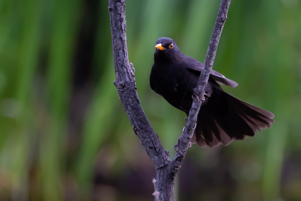 Eurasian Blackbird - Oren Shatz
