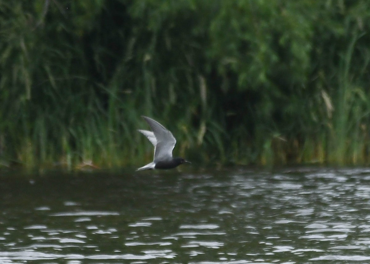 Black Tern - ML620798842