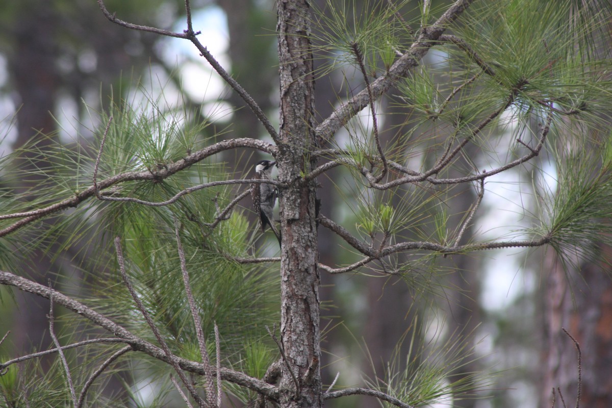 Red-cockaded Woodpecker - ML620798847