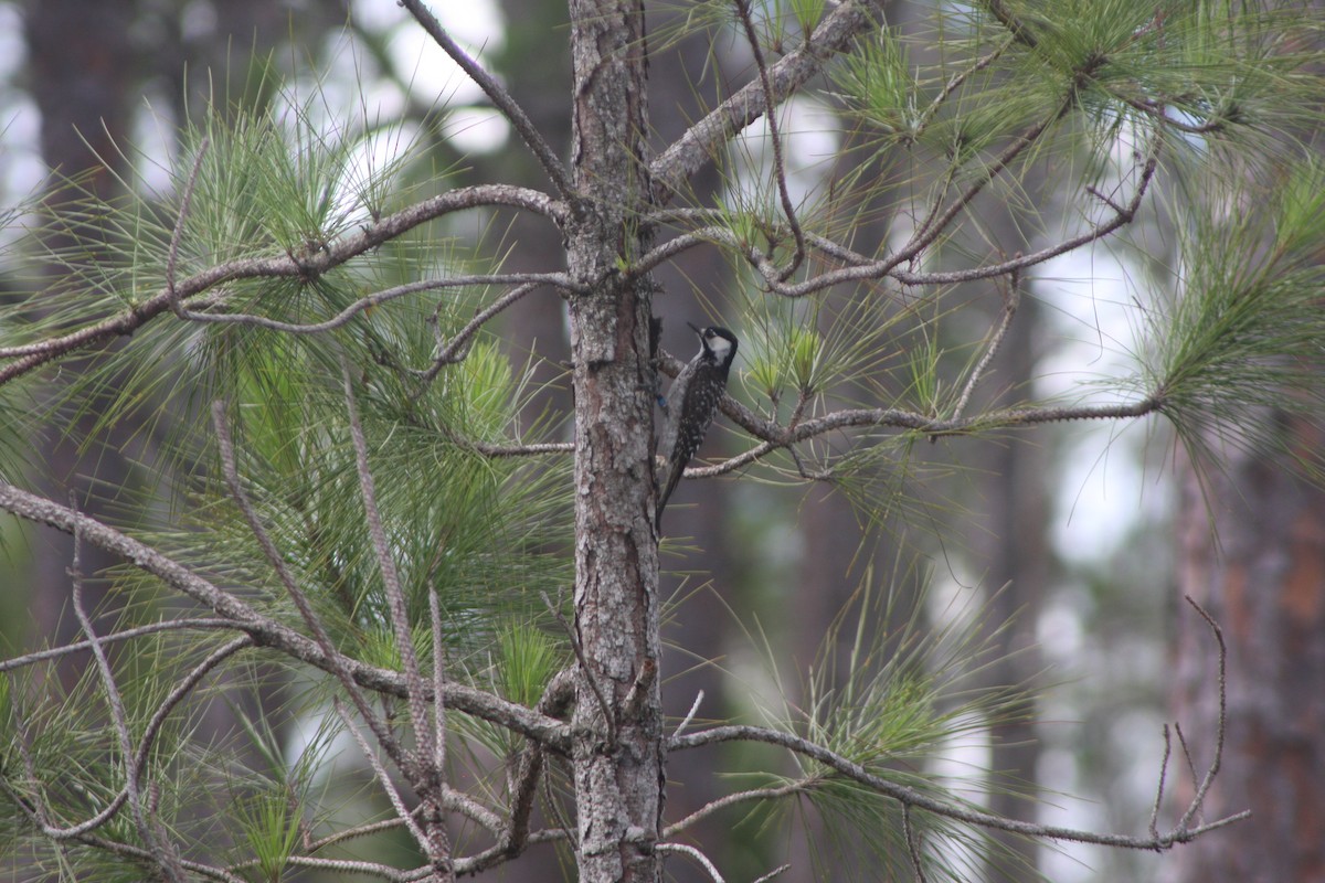 Red-cockaded Woodpecker - Avery Chan