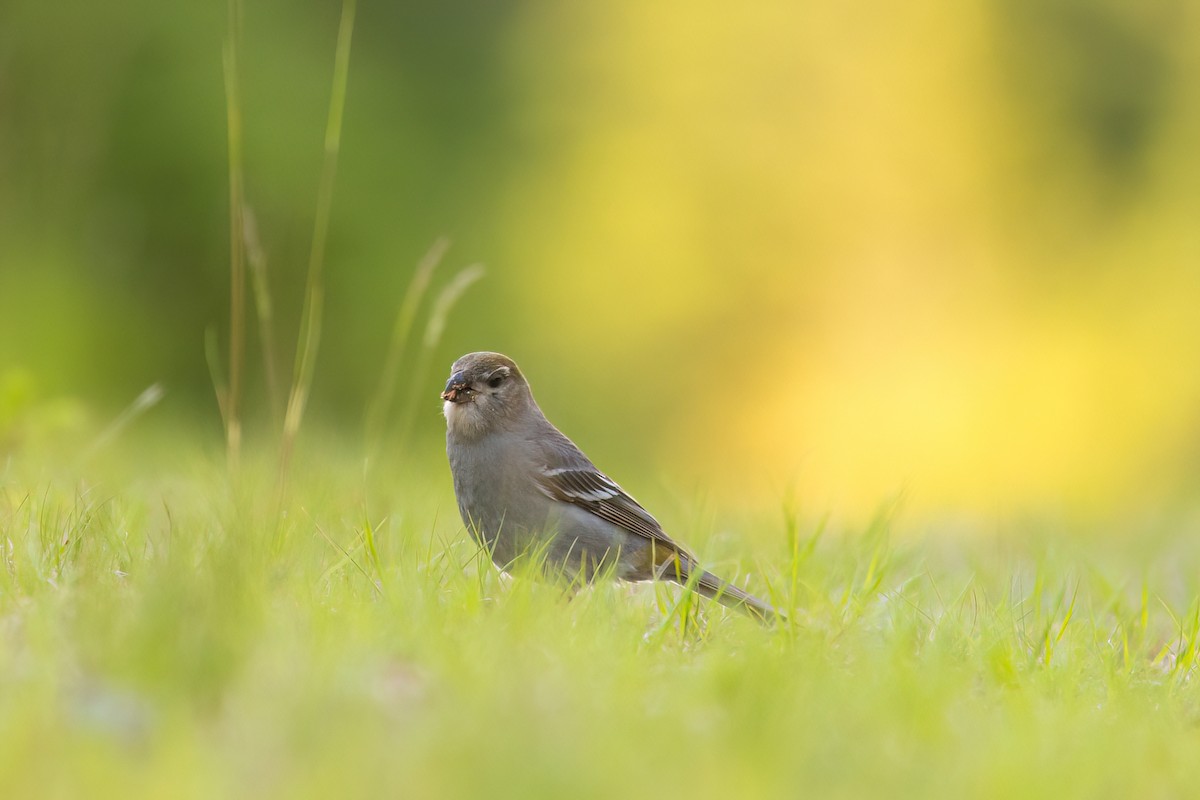 Pine Grosbeak - ML620798852