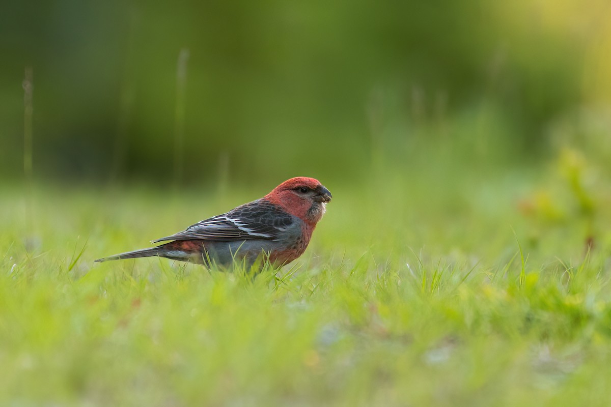 Pine Grosbeak - ML620798854