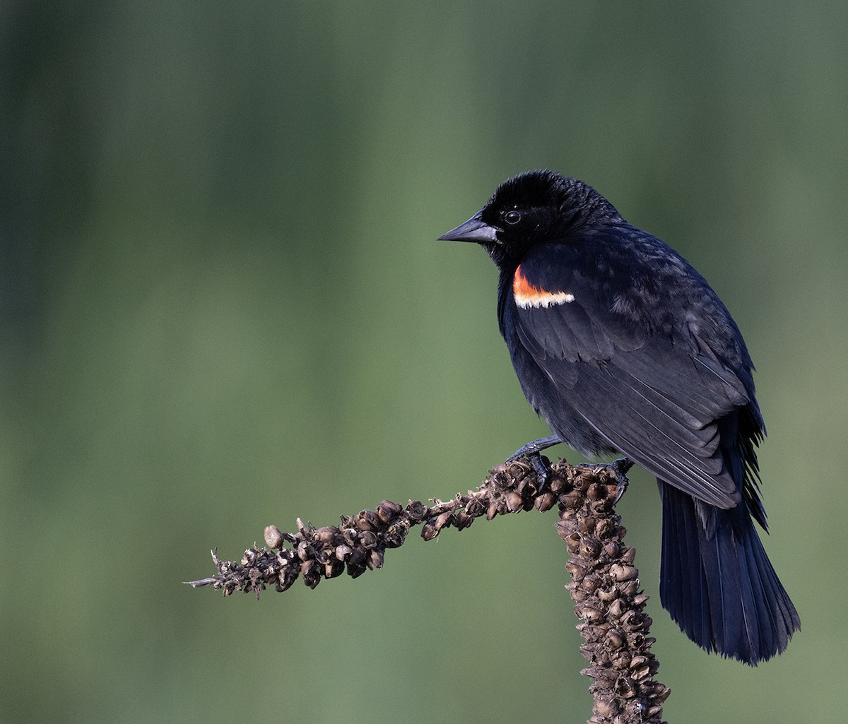 Red-winged Blackbird - ML620798856