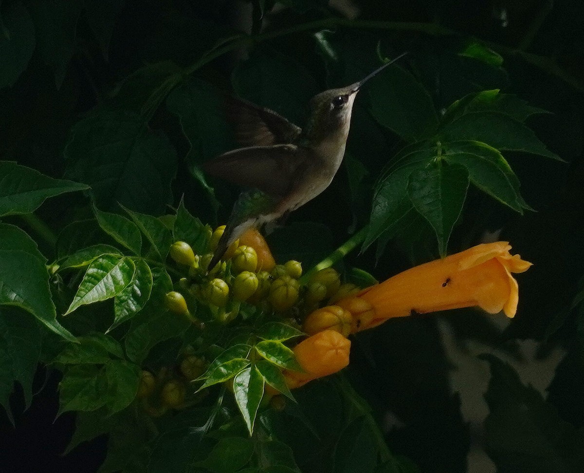 Ruby-throated Hummingbird - ML620798859