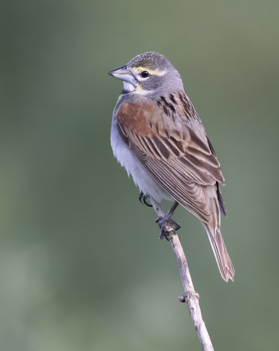 Dickcissel - ML620798860