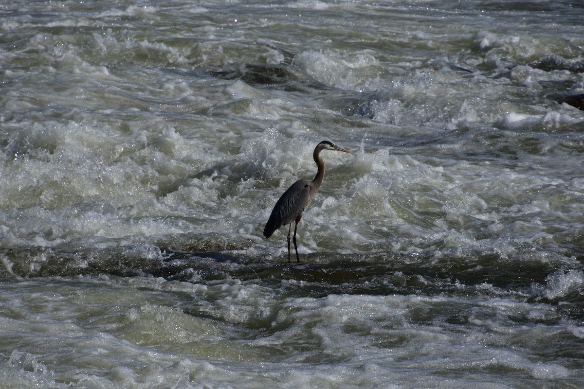 Great Blue Heron - ML620798865