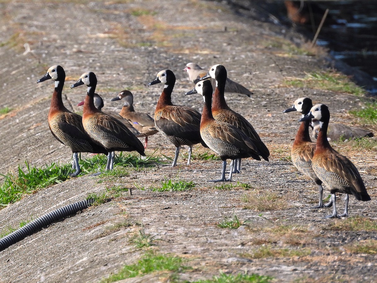 White-faced Whistling-Duck - Aldo Cruz