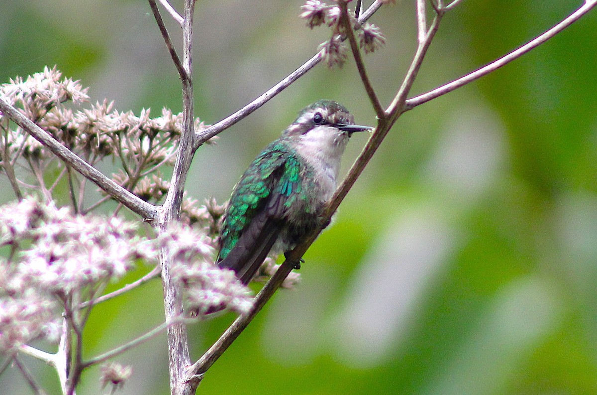 Green-tailed Emerald - ML620798882