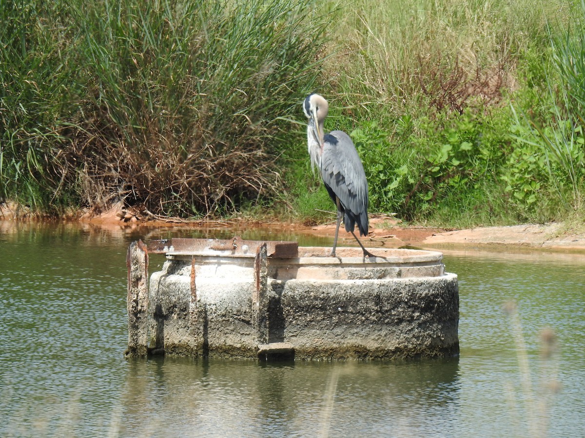 Great Blue Heron - Jack Kelly