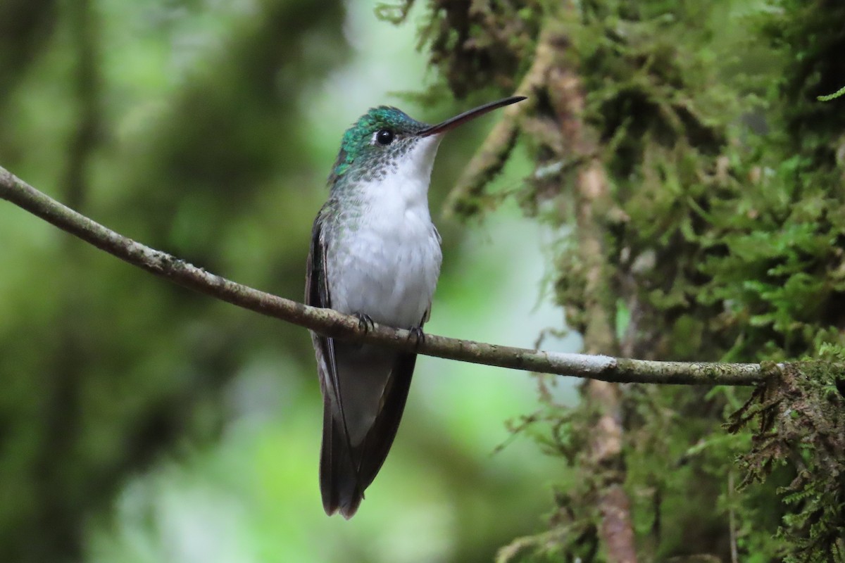 Andean Emerald - ML620798897