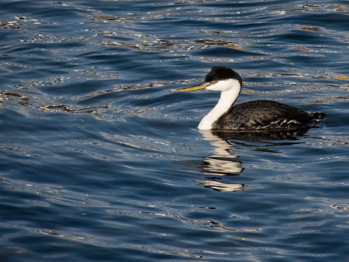 Clark's Grebe - ML620798899