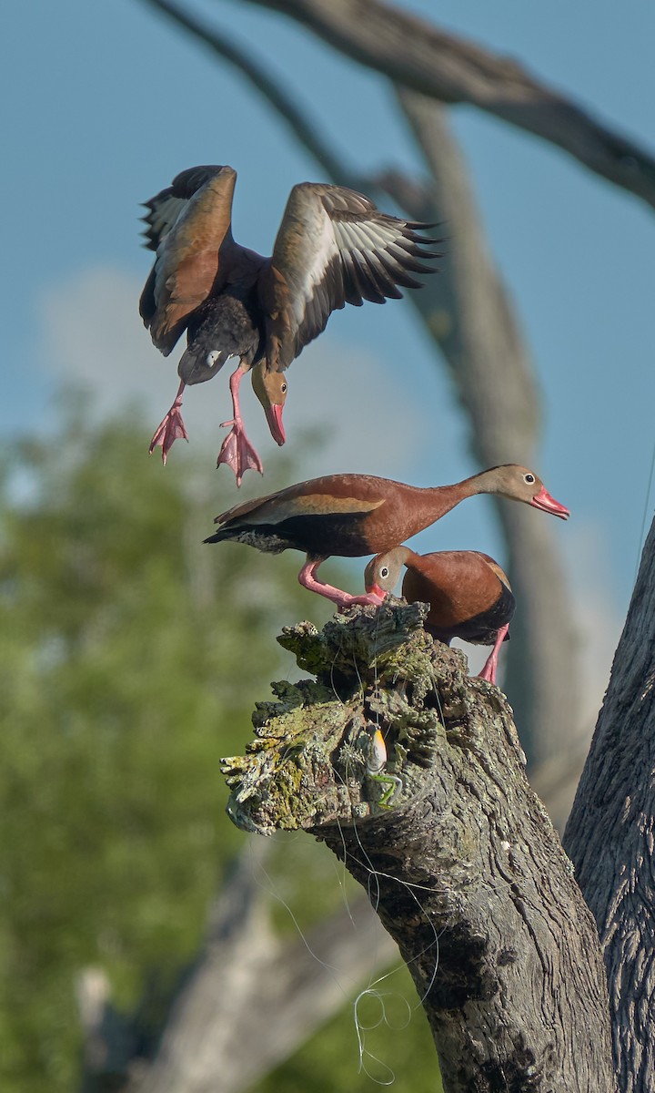 Black-bellied Whistling-Duck - ML620798900