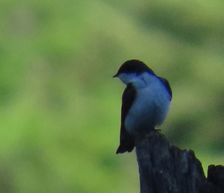 Golondrina Bicolor - ML620798903