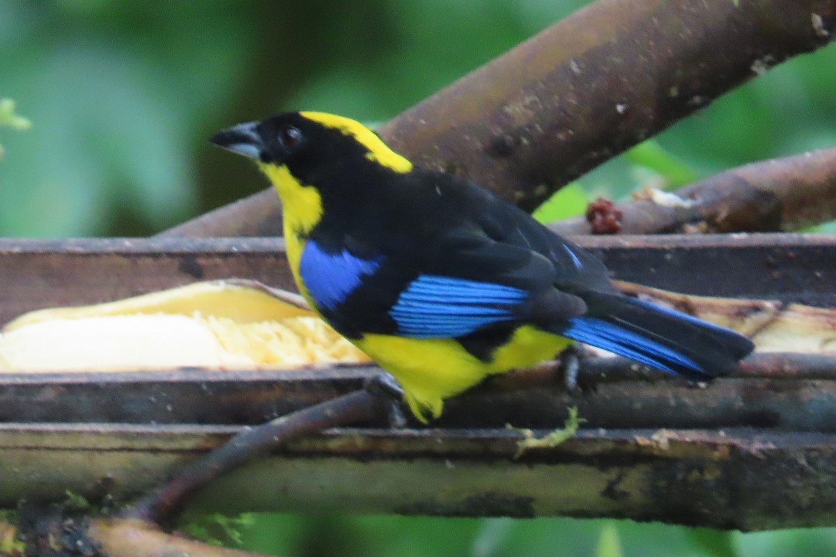 Blue-winged Mountain Tanager (Blue-winged) - ML620798904