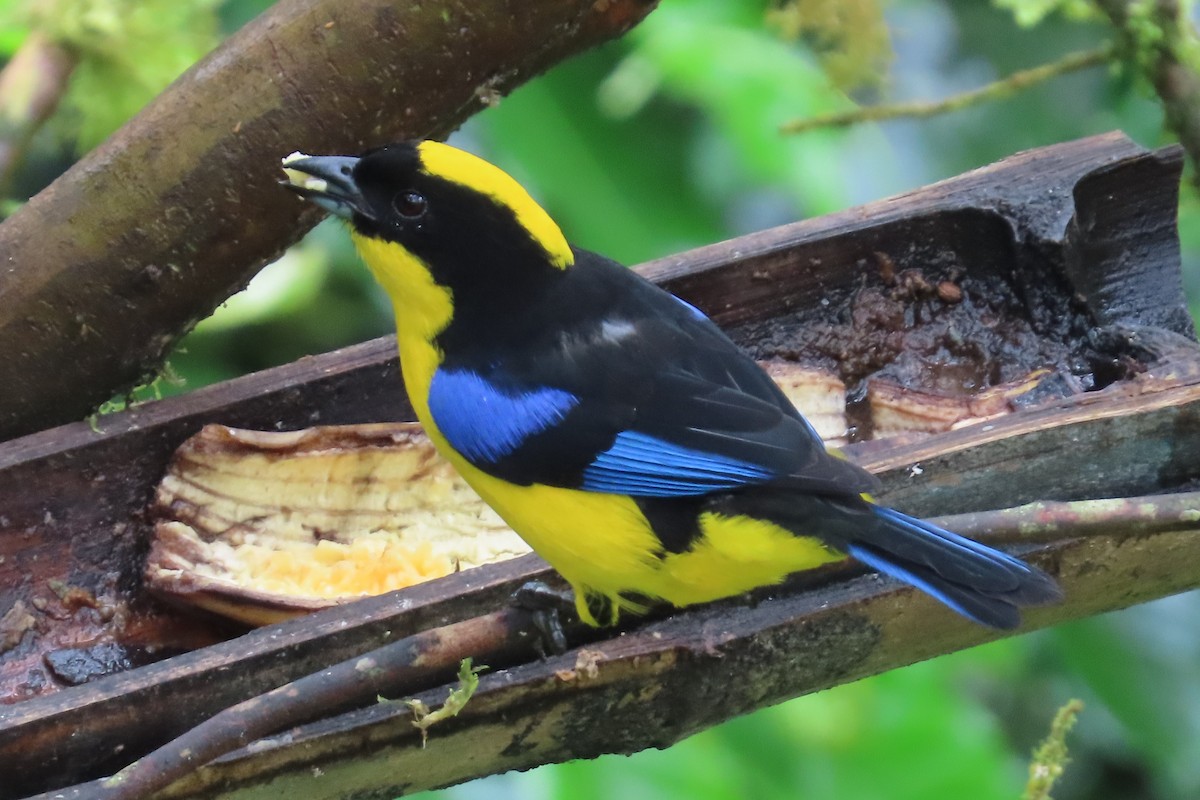 Blue-winged Mountain Tanager (Blue-winged) - ML620798905