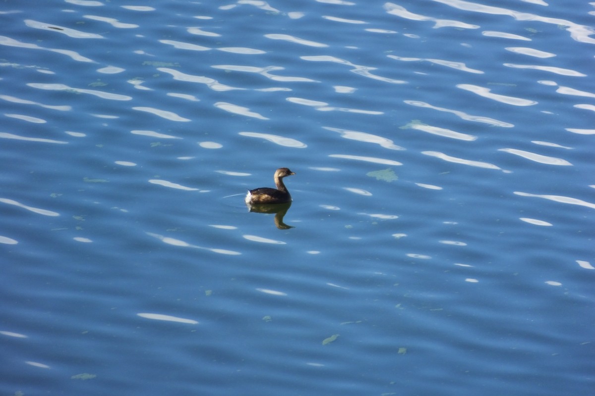 Pied-billed Grebe - ML620798909