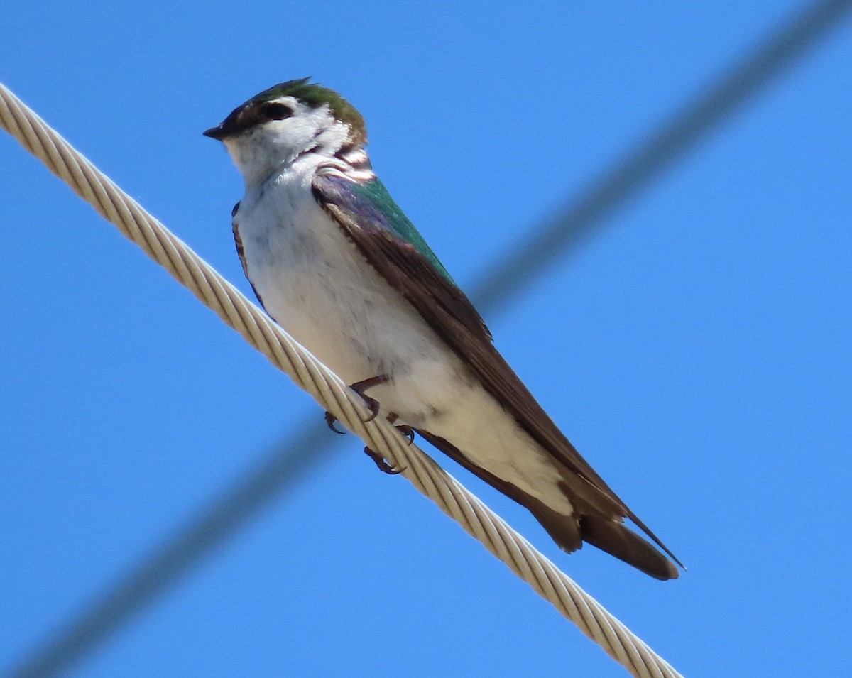 Violet-green Swallow - ML620798910