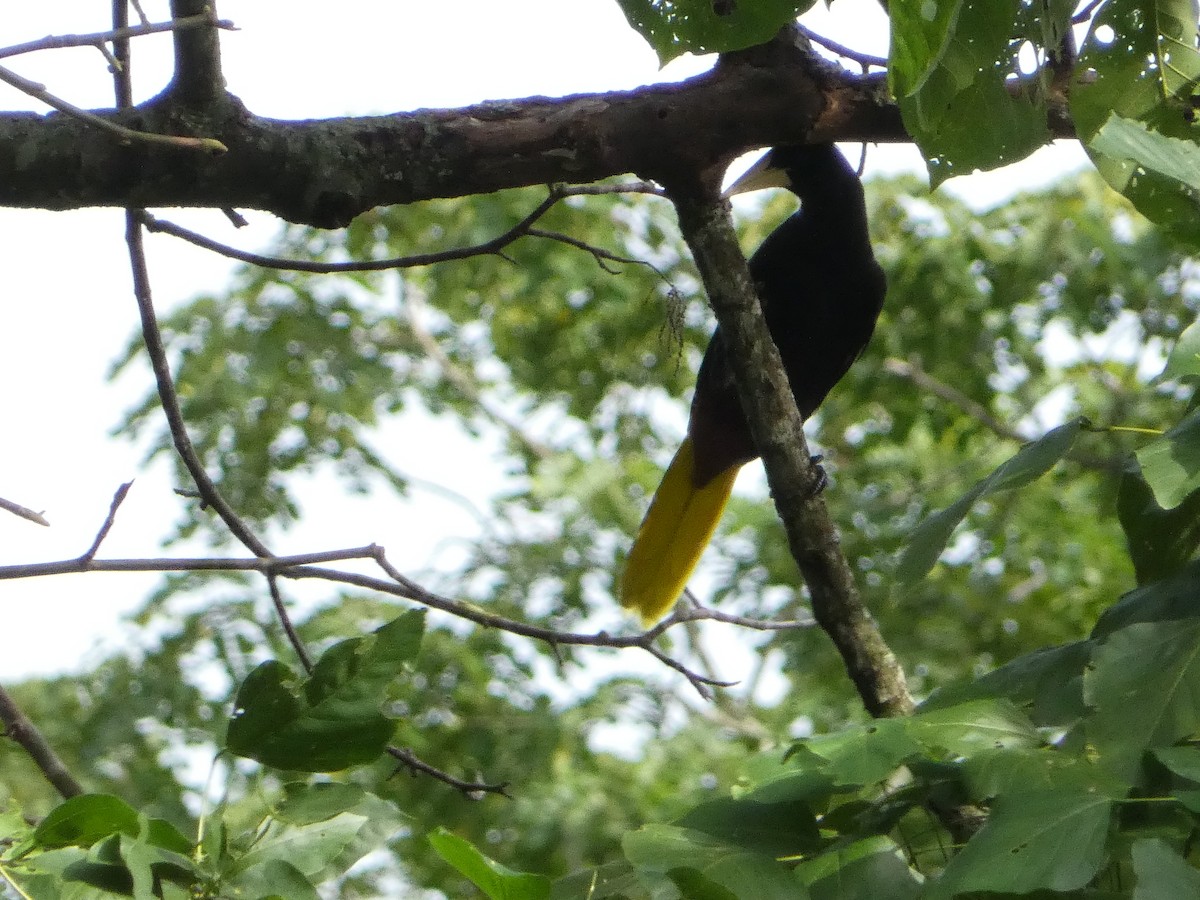 Crested Oropendola - ML620798911