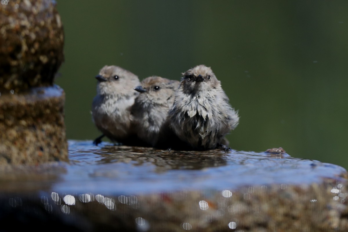 Bushtit - ML620798913